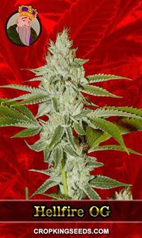 Hellfire OG Feminized