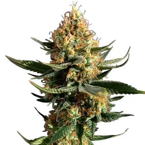Chemdawg