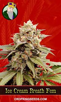 Ice Cream Breath Feminized