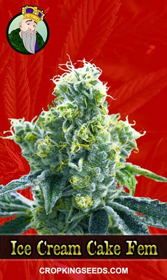 ice-cream-cake-feminized-image