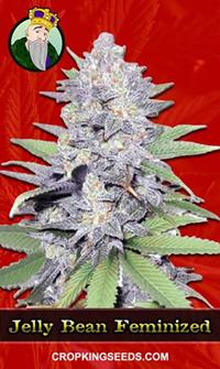 Jelly Bean Feminized