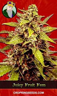 Juicy Fruit Feminized
