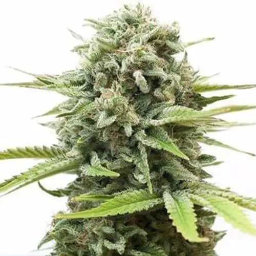 Fire OG