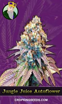 Jungle Juice Autoflowering