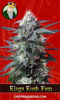 King’s Kush Feminized