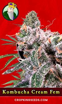 Kombucha Cream Feminized