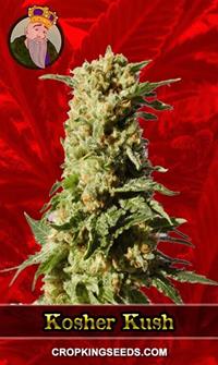 Kosher Kush Feminized