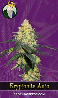 Kryptonite Autoflowering