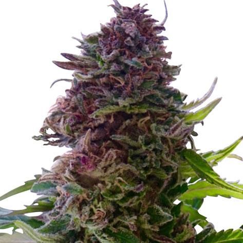 grand-daddy-purple-image