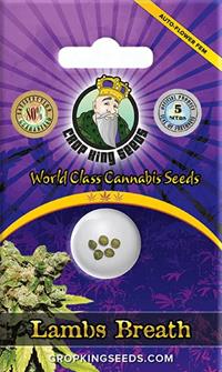 Lambs Breath Autoflowering