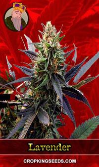 Lavender Feminized