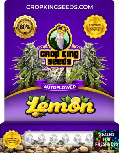 Lemon Autoflower – Crop King Seeds