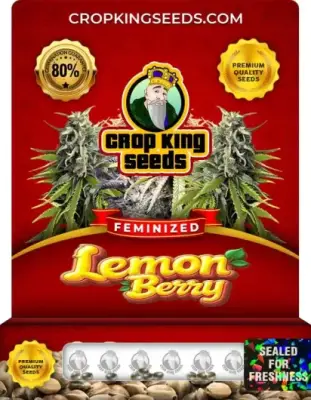 Lemon Berry Feminized