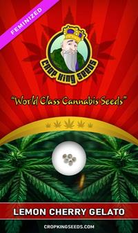 Lemon Cherry Gelato Feminized