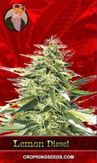 Lemon Diesel Feminized