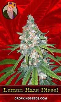 Lemon Haze Diesel Feminized