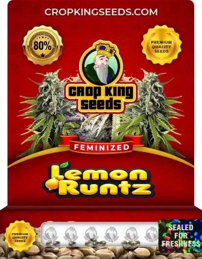 Lemon Runtz Feminized