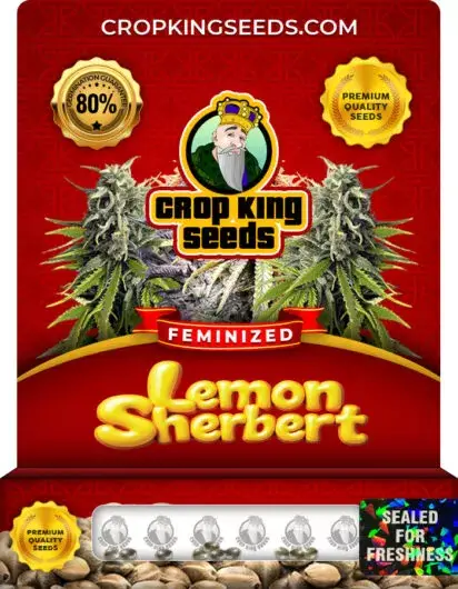 Lemon Sherbert Feminized