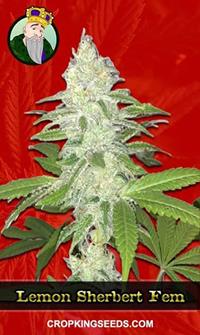 Lemon Sherbert Feminized