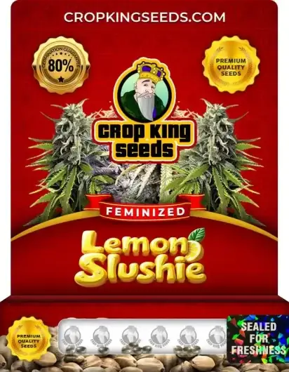Lemon Slushie Feminized