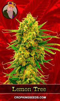 Lemon Tree Feminized