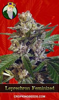 Leprechron Feminized