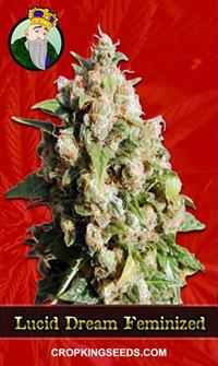 Lucid Dream Feminized