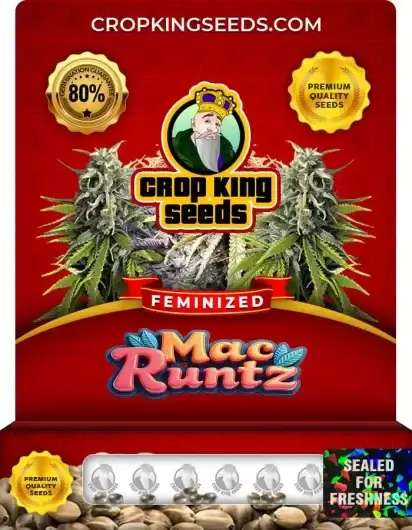 Mac Runtz Feminized