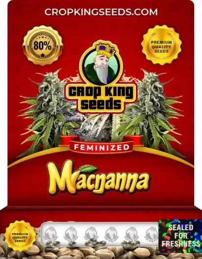 Macnanna Feminized