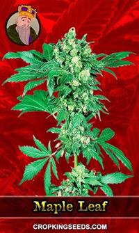 Maple Leaf Feminized