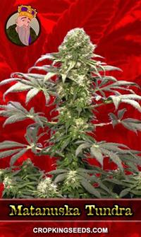 Matanuska Tundra Feminized
