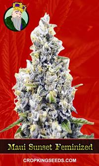 Maui Sunset Feminized