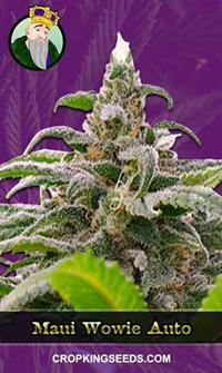 Maui Wowie Autoflowering