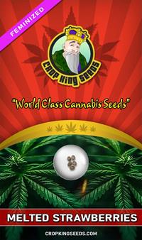 Melted Strawberries Feminized