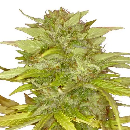 Orange Bud