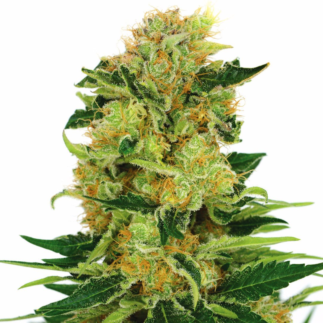 pineapple-haze-image