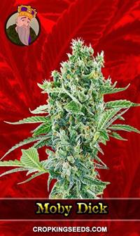 Moby Dick Feminized
