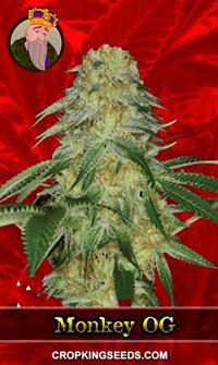 Monkey OG Feminized
