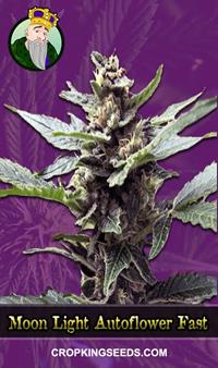 Moonlight Auto Fast Version