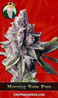 Morning Rose Feminized