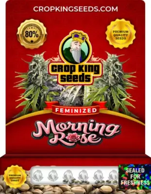 Morning Rose Feminized
