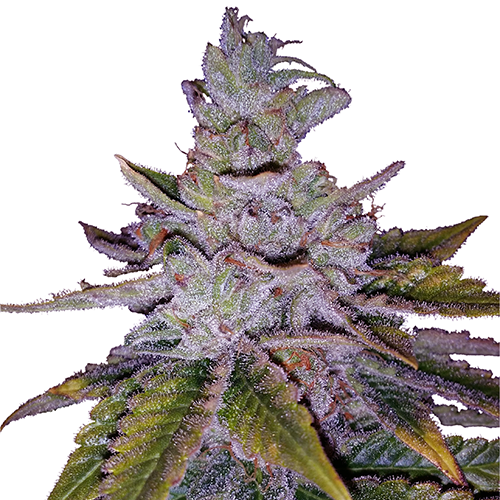 purple-kush-image