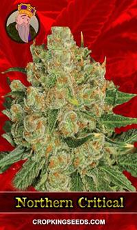 Northern Critical Feminized