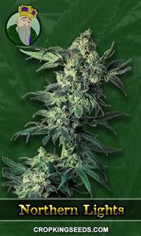 Northern Lights Regular