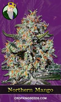 Northern Mango Autoflowering