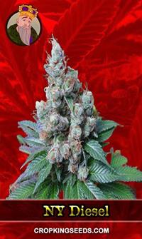 NY Diesel Feminized