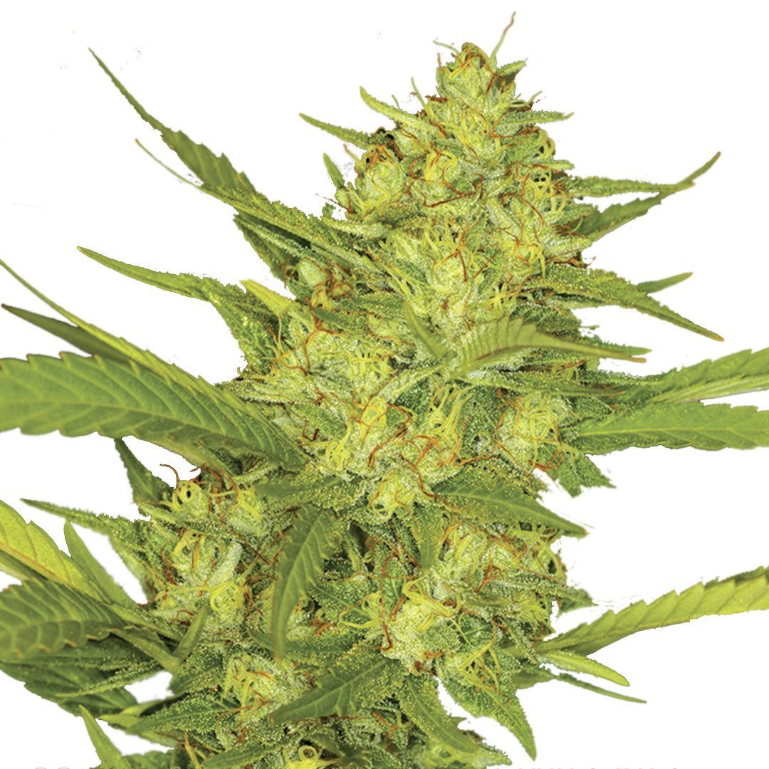 sour-diesel-image