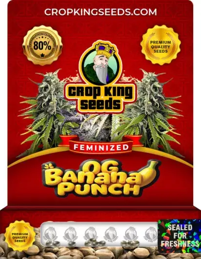 OG Banana Punch Feminized