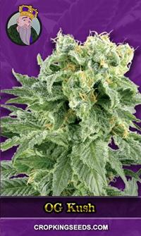 OG Kush Autoflowering