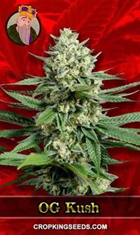 OG Kush Feminized Fast Version